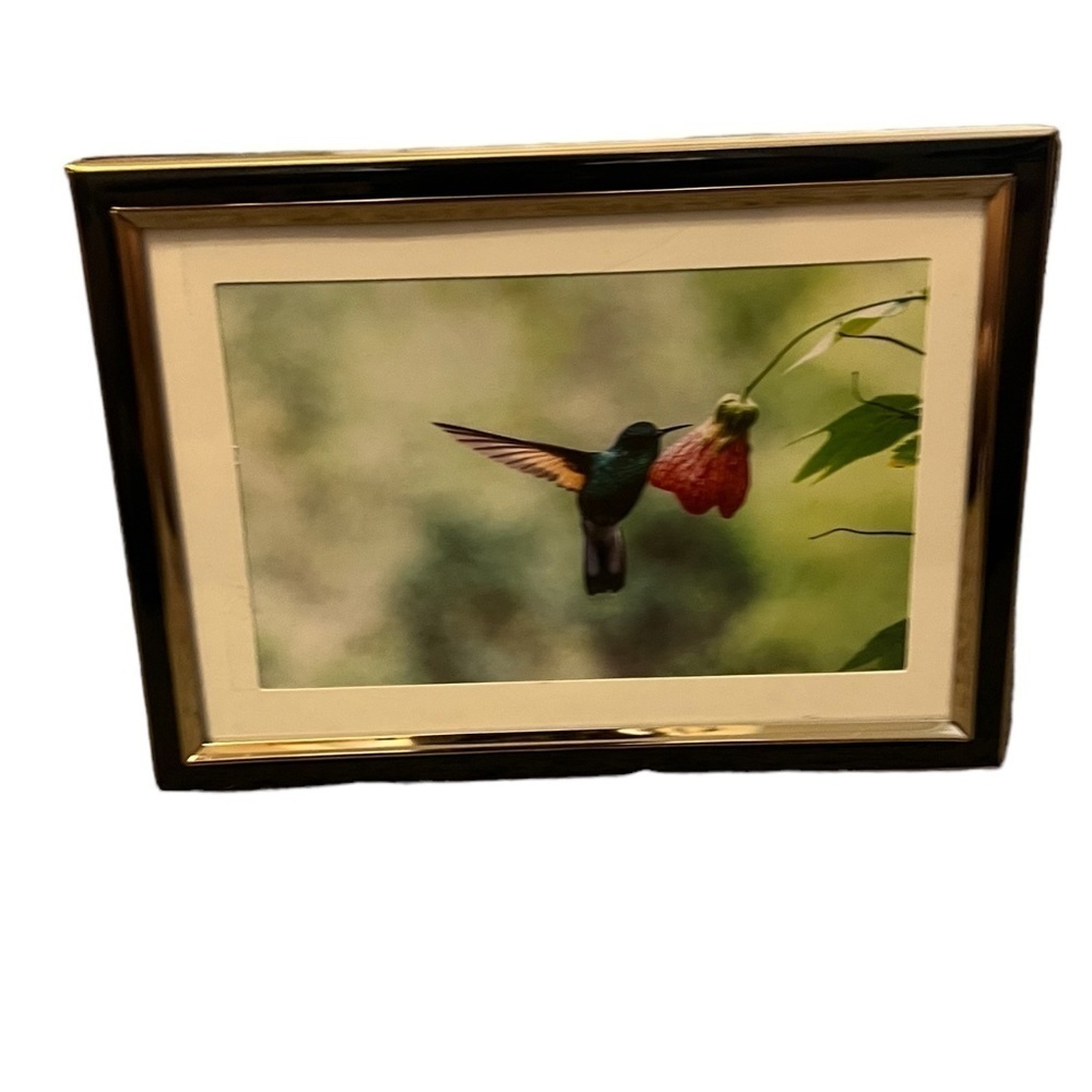 NWOT RACHEL ZOE Hummingbird Gold  Trim‎ 5” x 7”